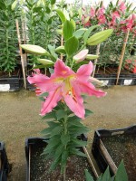 [4299 Uluru DJ No01.JPG]